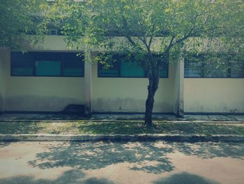 Trees and plants growing outside house in field