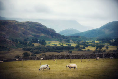 Sheep grazing in a field