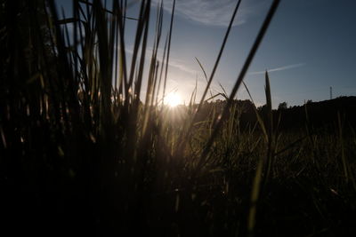 Sun shining through trees on field