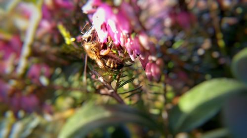 Close up of pink flowers