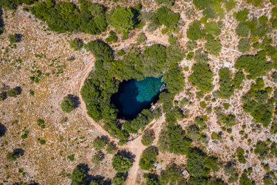 High angle view of lizard on land