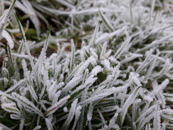 Close-up of frozen plants