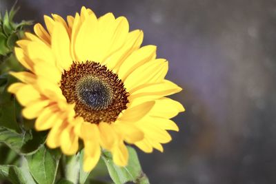 Close-up of sunflower
