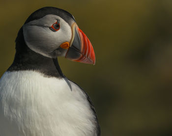 Close-up of a bird