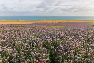 Purple flowering plants on field by sea against sky