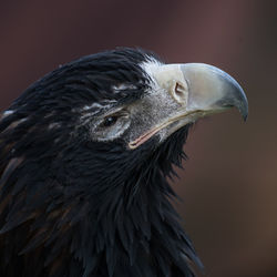 Close-up of bird