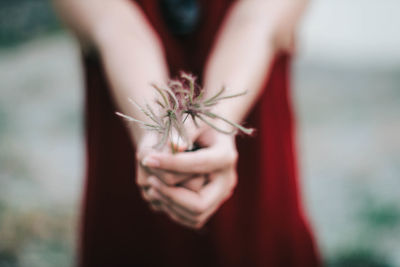 Close-up of hand holding plant