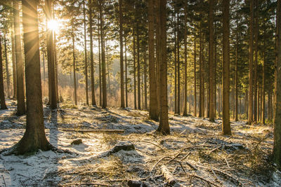 Sunlight streaming through trees in forest during winter