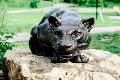 Close-up of animal on rock