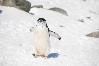 High angle view of a bird on snow