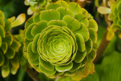 Close-up of succulent plant