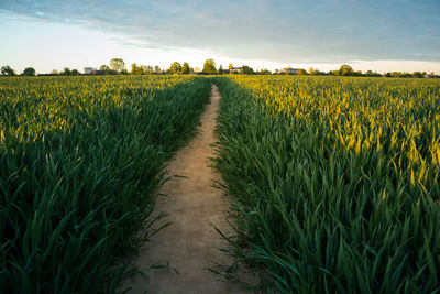 A beautiful summer crop field during morning hours. summertime scenery of northern europe.