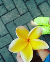 High angle view of woman holding yellow flower