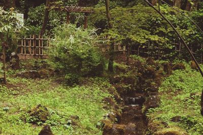 Plants and trees in forest