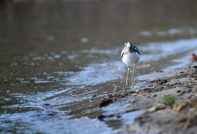 Bird on a lake