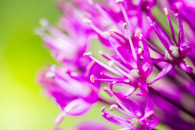 Close-up of pink flowers