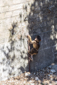 Monkey on stone wall