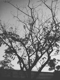 Low angle view of bare trees against the sky