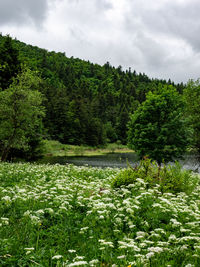 Mountain lake and meadow - vosges, france - 2022