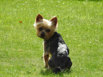 Dog on field