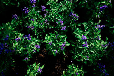 High angle view of purple flowering plants