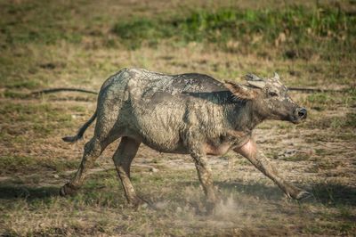 Side view of giraffe running on land