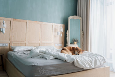 Funny sly shiba inu dog sleeps on the bed of his owners while they are away. pets acting like human