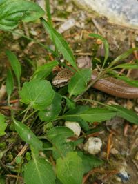 High angle view of lizard on field