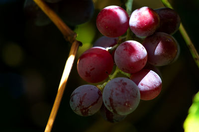Fresh red grapes on the vegetation tree, plant