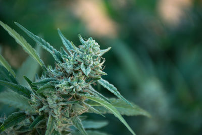 Close-up of fresh green plant