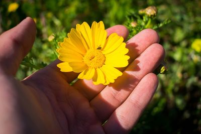 Close-up of hand holding yellow daisy