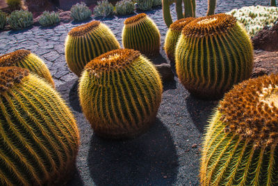 Close-up of succulent plant on field