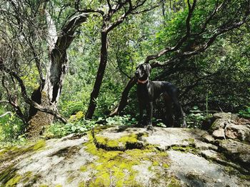 Dog on rock