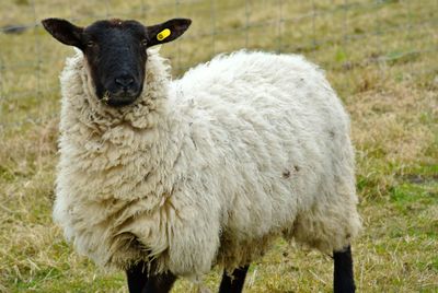 Portrait of sheep standing in farm