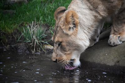 Lioness drinking water in pond