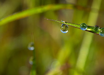 Close-up of water drops on blade of plant