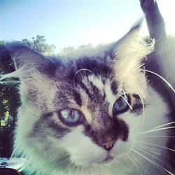 Close-up portrait of cat