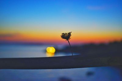 Close-up of a dandelion flower
