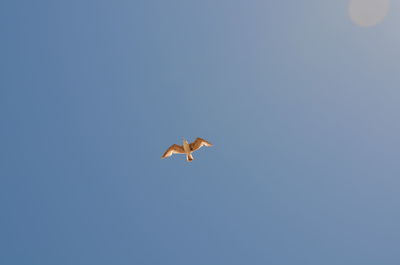 Low angle view of seagull flying in sky