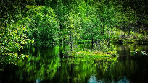 Scenic view of lake in forest