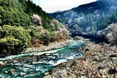 River flowing through forest