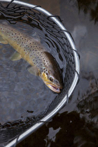 Close-up of fish in water