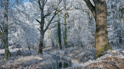 Trees in forest during winter