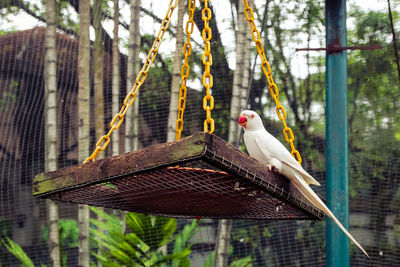 View of bird perching in cage