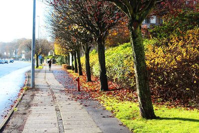 Footpath amidst trees in park