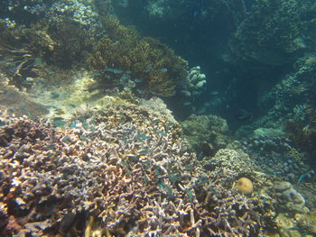 View of fish swimming in sea