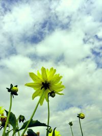 Low angle view of flowers against sky