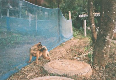 Dog standing on field