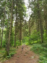 Trees in forest