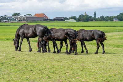 Horses in a field